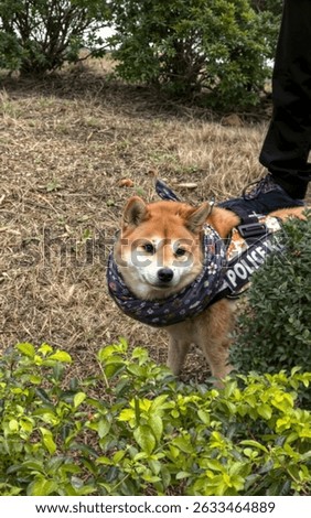 Adorable Shiba Inu in police dog vest and colorful scarf, standing alert in a park with greenery, ready for duty beside handler