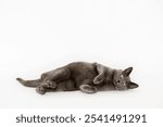 An adorable shorthair gray cat with green eyes laying on a white surface