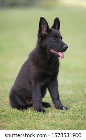 Black German Shepherd Images Stock Photos Vectors Shutterstock