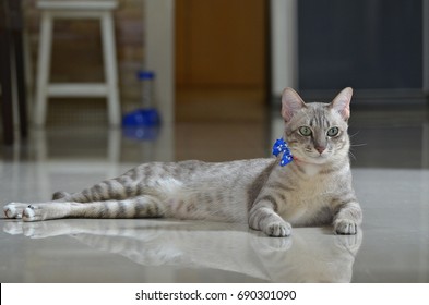 Adorable Shot Hair Cat  Lie Down On The Shiny Floor Tiles In The House