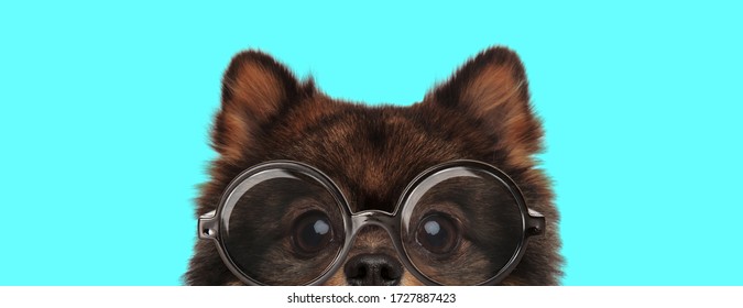 Adorable Shy Pomeranian Spitz Dog Hiding His Face From Camera, Wearing Eyeglasses On Blue Background