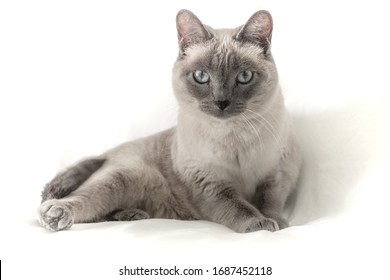 
Adorable siamese cat with blue eyes