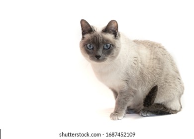 44,841 Siamese cat Images, Stock Photos & Vectors | Shutterstock