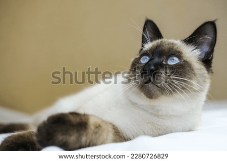Adorable Siamese kitten with blue eyes lying on the bed. Concept of adorable little pets.