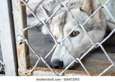 Adorable Siberian Husky Dog In Cage, Sad Dog Behind Cage, Lost Pet Animal Cruelty And Neglect Concept With A Sad Dog In A Dog Pound Prison Cage, Concept For Humane Treatment Of Living Things.