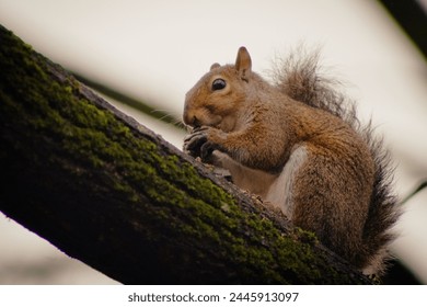 An adorable sight: a squirrel perched in a tree, nibbling on a tasty acorn, showcasing nature's simple delights in a tranquil moment of woodland charm.