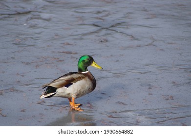 Adorable Silhouette, Winter Messenger Waterside Idol Duck