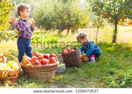 Similar – Portrait of happy kid putting apples in wicker basket