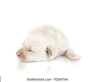 Adorable sleeping puppy, 1 week old puppy - Shutterstock ID 93269764