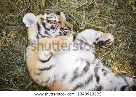 Adorable sleeping tiger cub.Beautiful striped predator cat resting in grass.Tigers kitten in close up shot from above