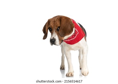 Adorable Small Beagle Dog Bowing His Head And Being Humble To His Owner, Wearing A Red Bandana 