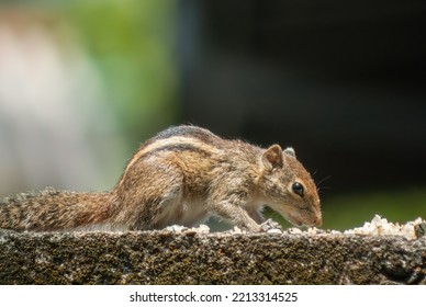 Adorable Small Brown Striped Squirrel Eating Rice On A Wall People Left For Animals. Its Continuously Watch For Any Movements Around. Eat Rice With The Help Of Its Paws. Color Collector  - Sri Lanka