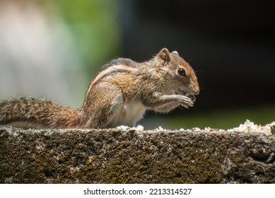 Adorable Small Brown Striped Squirrel Eating Rice On A Wall People Left For Animals. Its Continuously Watch For Any Movements Around. Eat Rice With The Help Of Its Paws. Color Collector  - Sri Lanka