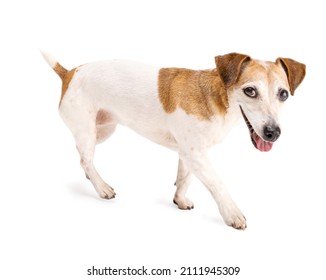 Adorable small dog walking side on white background. Cute pet Jack Russell terrier in dynamic walking position looking at camera and smiling. cunning motivated look. positive joyful emotions