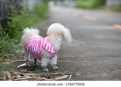 Adorable Small Dog Who Wear A Pink And White Striped Shirt Turn Around To Looking For Owner