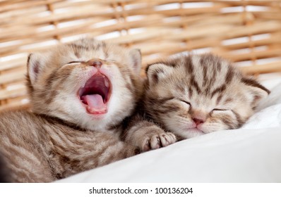 Adorable small kittens in wicker basket
