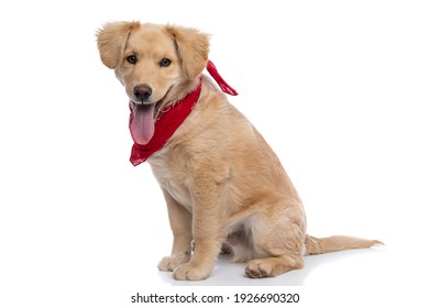 adorable small labrador puppy wearing red bandana, panting and sticking out tongue, sitting in a side view position on white background in studio