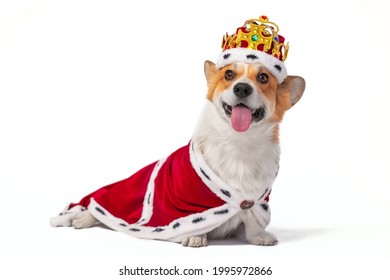 Adorable Small Pembroke Welsh Corgi Wearing Red Royal Cape And Crown With Colorful Fake Gems Sits On White Background Closeup