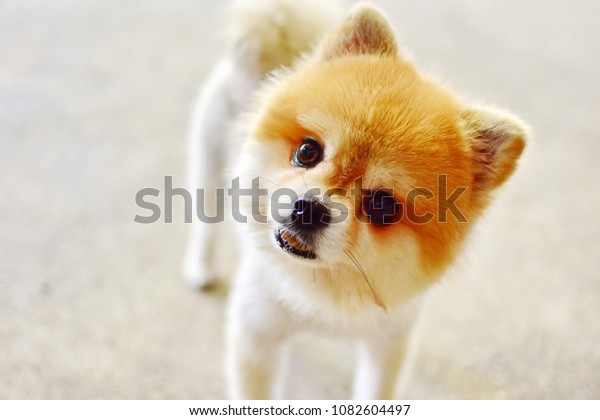 Adorable Small Pomeranian Dog Short Hair Animals Wildlife Stock