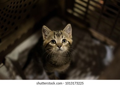 Adorable Small Sad Kitten Sitting In A Cat Carrier Or Crate Waiting To Be Adopted At A Pet Fair