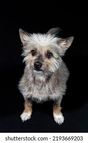 Adorable Small Scruffy Dog Isolated On Black With A Shallow Depth Of Field And Copy Space