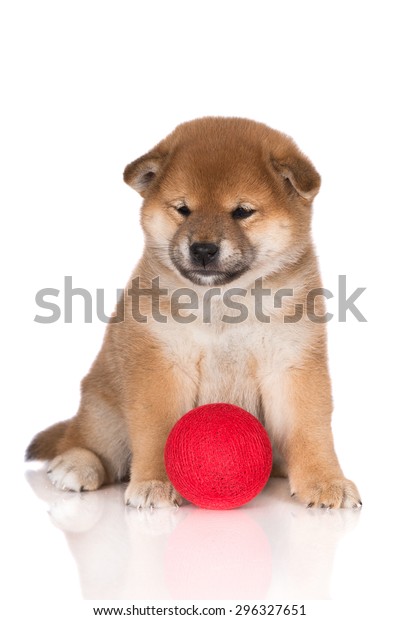 Adorable Small Shiba Inu Puppy On Stock Photo Edit Now 296327651