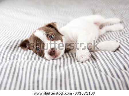 Adorable Small Terrier Mix Puppy Relaxing on Striped Bed