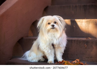 Adorable Small White Dog Sits On Brooklyn New York Brownstone Stoop With Fall Leaves