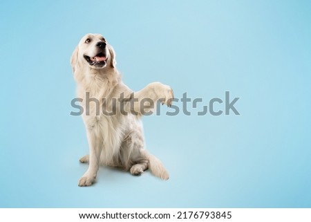 Adorable smart golden retriever dog smiling and giving a high five, sitting isolated over blue studio background, free copy space. Dog behavior and obedience training