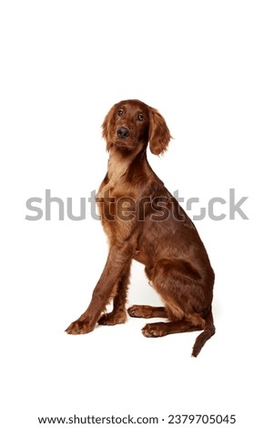 Adorable, smart, purebred dog, Irish red setter calmly sitting isolated on white background. Concept of domestic animal, dogs, breed, beauty, vet, pet. Copy space for ad