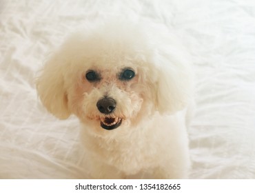 Adorable, Smiling Bichon Frise On A Bed 