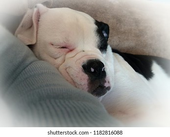 Adorable Soft Puppy Bulldog, With Cute Squashed Nose, Sleeping.