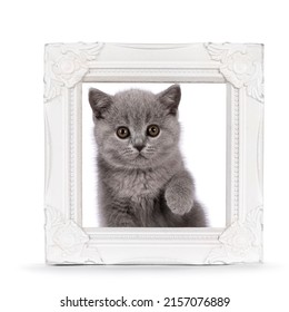 Adorable Solid Blue British Shorthair Cat Kitten, Ready To Step Through Photo Frame. Looking Straight To Camera. Isolated On A White Background.