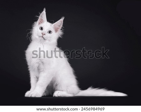 Adorable solid white Maine Coon cat kitten, sitting up side ways. Lookingup and above camera with a blue and a heterochromia eye. Isolated on a black background.