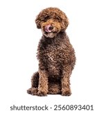 Adorable spanish water dog sitting and licking its nose, isolated on white