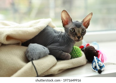 Adorable Sphynx kitten playing with toys near window at home. Baby animal