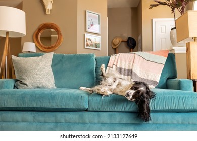 Adorable Springer Spaniel Dog Belly On Stock Photo 2133127649 ...