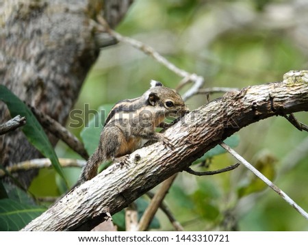 Adorable Squirrel climbing on a tree branch, Closeup. Himalayan Striped Squirrel or Burmese Striped Squirrel (Tamiops mcclellandii) on tree in the rain forest, Southern Thailand.