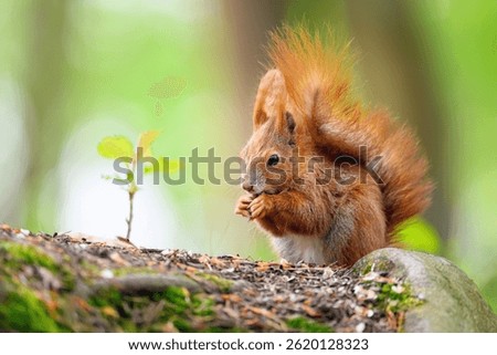 Adorable Squirrel Foraging in a Tranquil Forest.