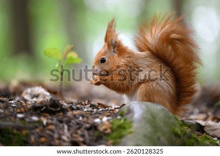 Adorable Squirrel Foraging in a Tranquil Forest.