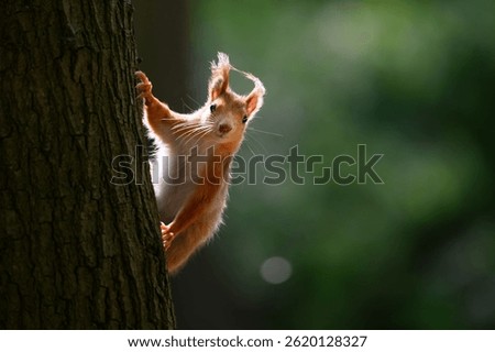 Adorable Squirrel Foraging in a Tranquil Forest.