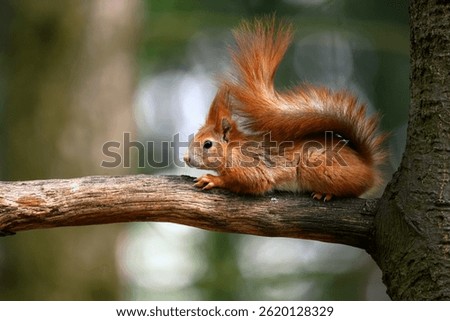 Adorable Squirrel Foraging in a Tranquil Forest.