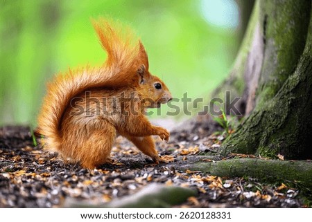 Adorable Squirrel Foraging in a Tranquil Forest.