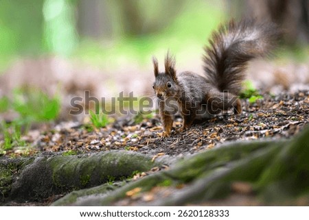 Adorable Squirrel Foraging in a Tranquil Forest.
