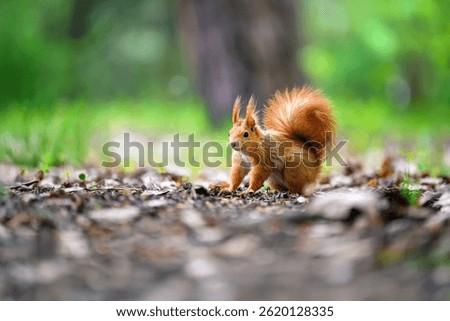 Adorable Squirrel Foraging in a Tranquil Forest.