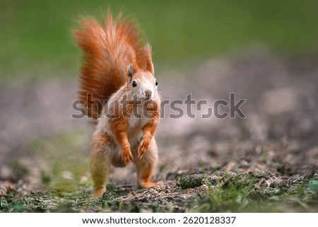 Adorable Squirrel Foraging in a Tranquil Forest.