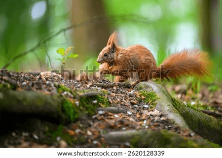 Adorable Squirrel Foraging in a Tranquil Forest.