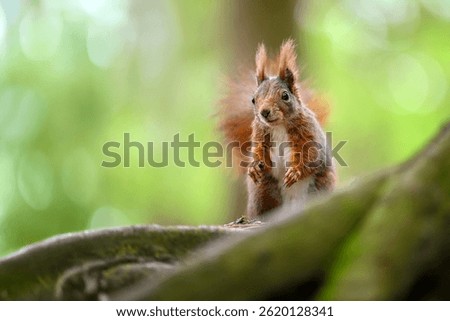 Adorable Squirrel Foraging in a Tranquil Forest.