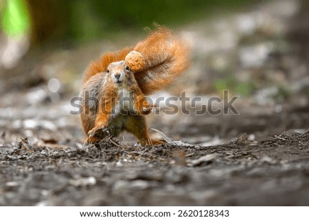 Adorable Squirrel Foraging in a Tranquil Forest.