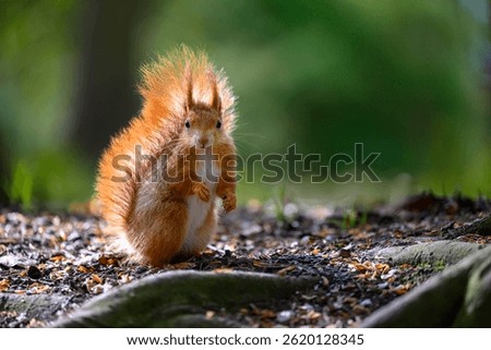 Adorable Squirrel Foraging in a Tranquil Forest.